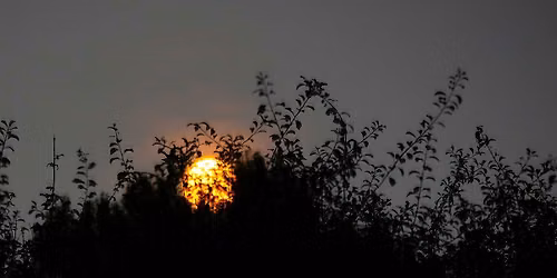 Vollemaan en Vleermuizen Wandeling, zaterdag 26 september 19.30 uur — Natuur in Zuid-Holland