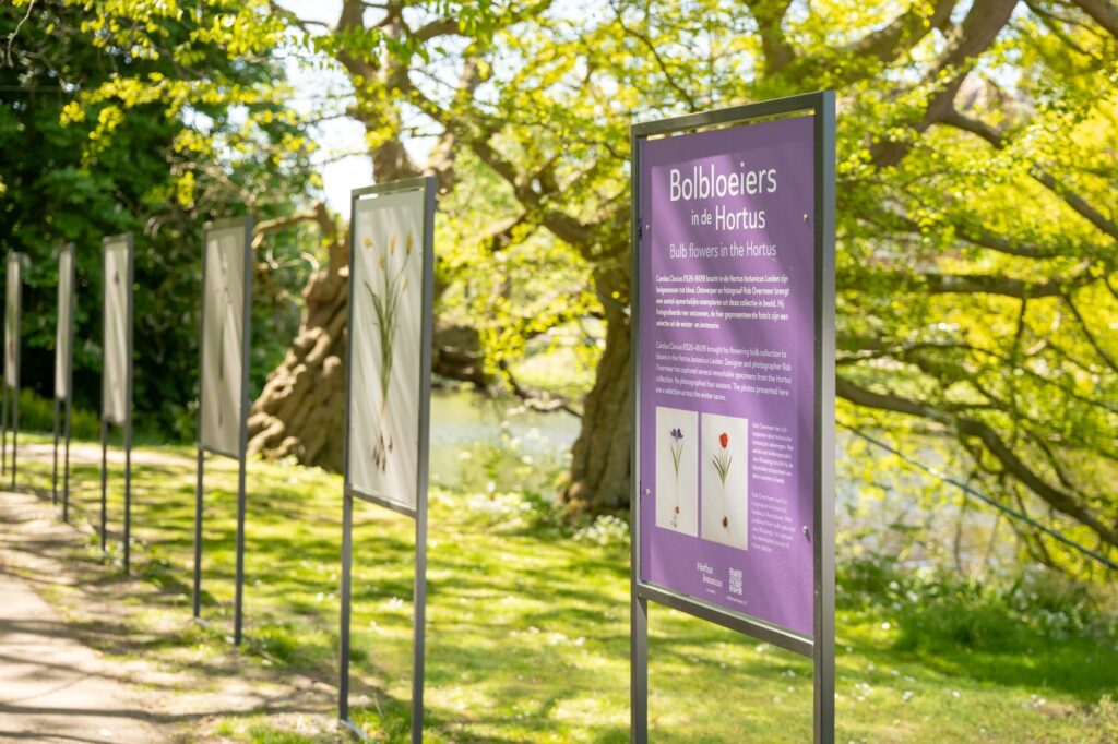 Kleine fotopresentatie: bolbloeiers uit de hortus in Zuid-Holland