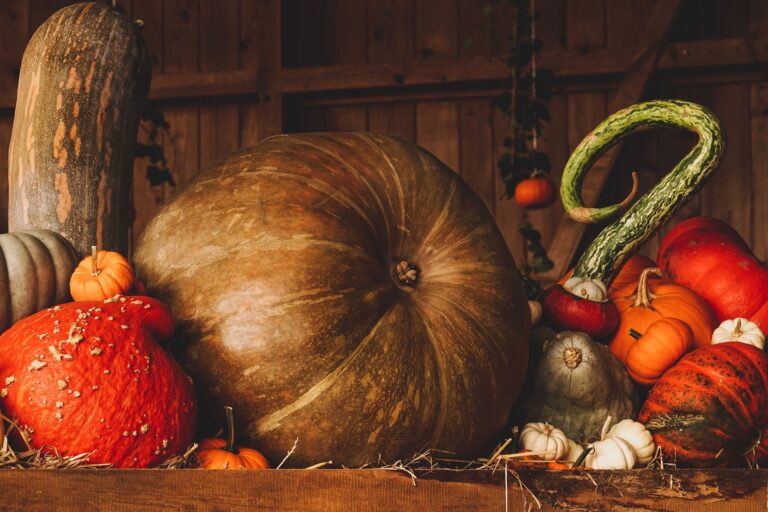 Herfstfair — markt-eten in Zuid-Holland